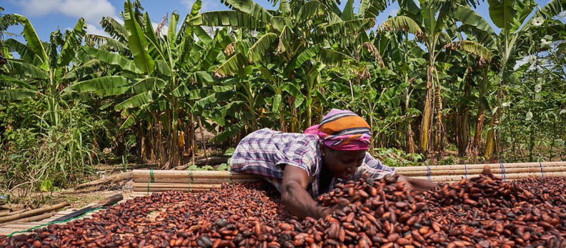 Cocobod-set-to-increase-price-of-Ghana-s-cocoa